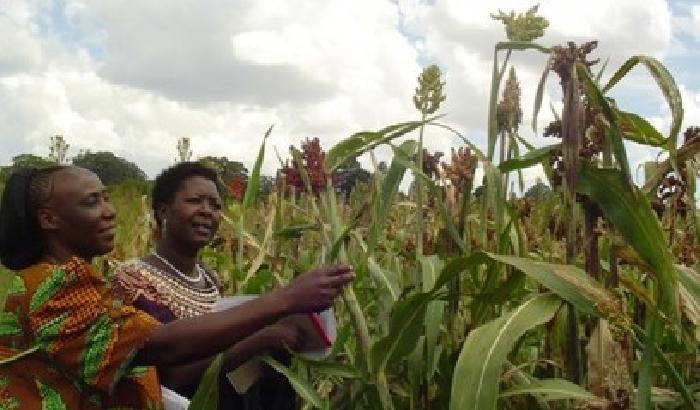 L’Africa in vendita