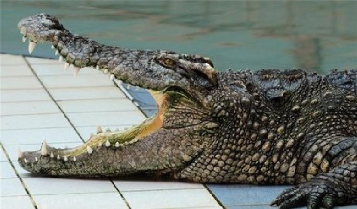 Rientrano a casa e trovano 14 cuccioli di coccodrillo