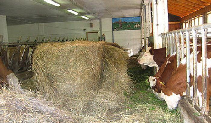 00AE64-NEWS_85779 Freddo, animali in pericolo. L'allarme di Coldiretti