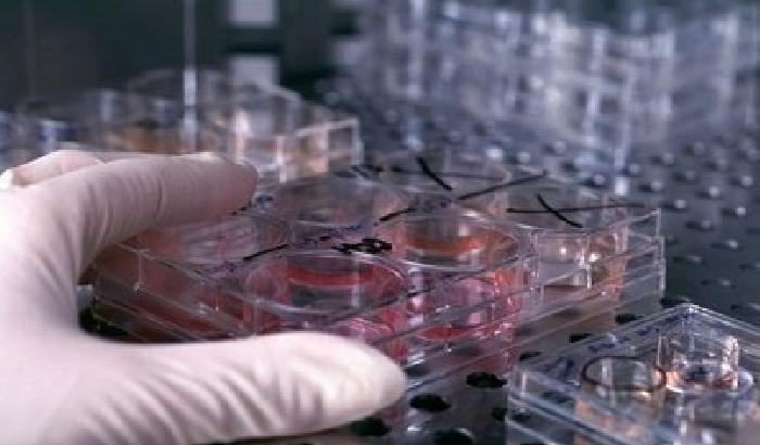 00B935-NEWS_92179 La regione Sicilia autorizza due strutture per cure Stamina