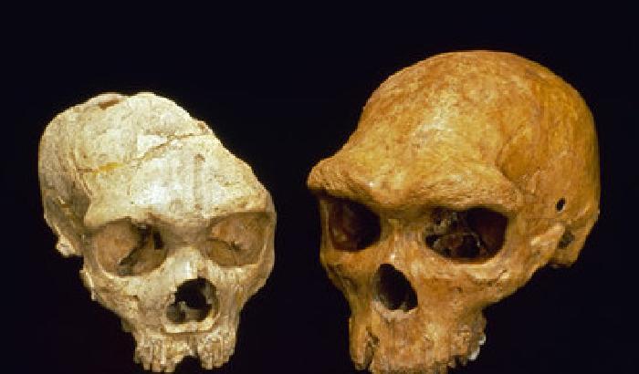 Trovato il Dna più antico del mondo in Spagna