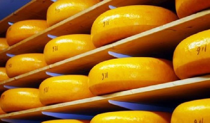 Olanda: i mercati del formaggio di Edam e Alkmaar