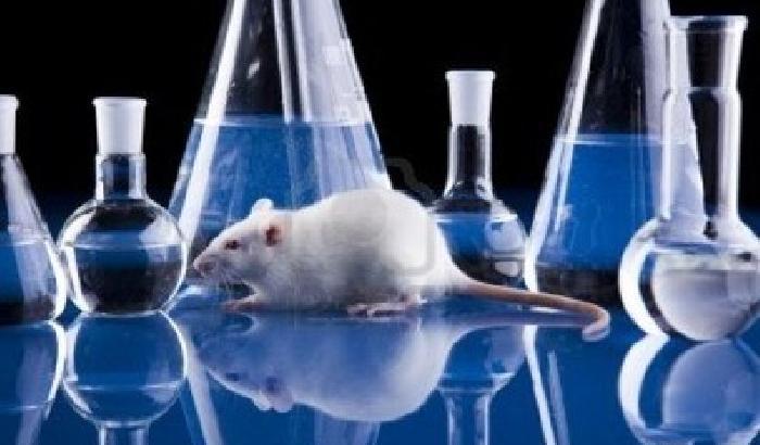 Contro la vivisezione, oggi la Giornata Mondiale degli animali da laboratorio