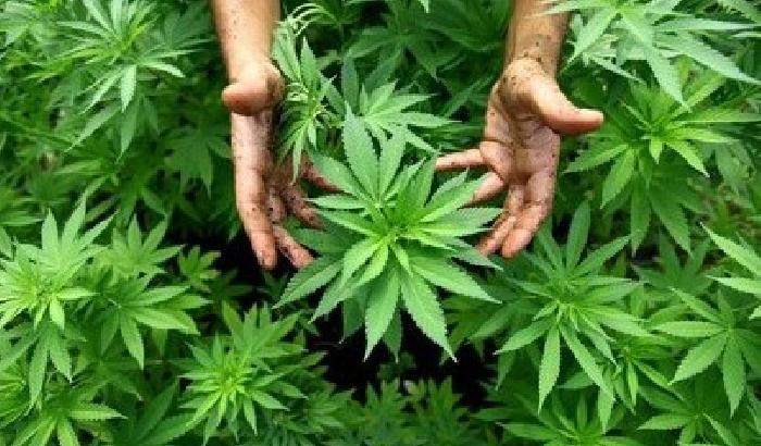 00E11D-NEWS_115403 Cannabis liberalizzata in Uruguay: arriva la nuova legge