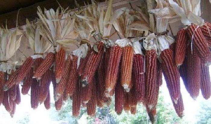 Chili di troppo? Usate il mais rosso