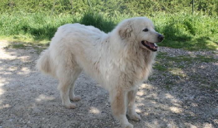 San Benedetto, avvelenato il cane più bello del mondo