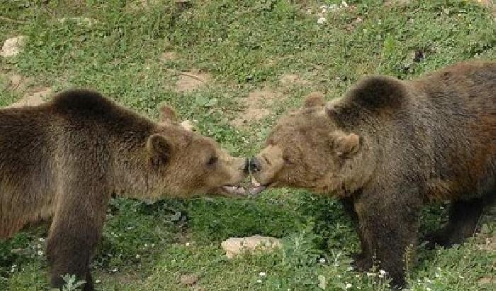 011B6C-NEWS_146911 Il villaggio degli orsi