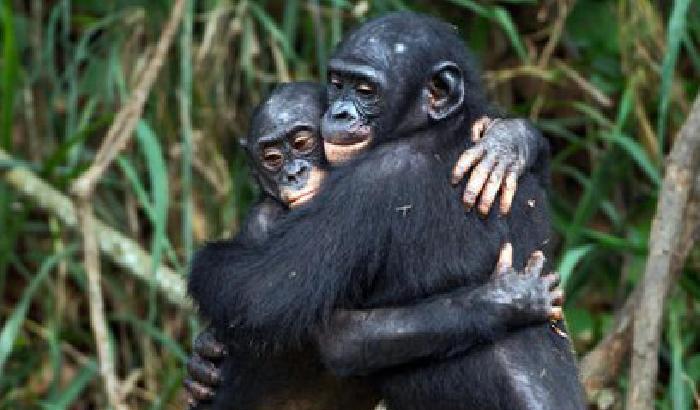 Fate i bonobo non la guerra!