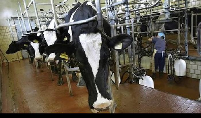 0130B1-NEWS_157973 Riprende la guerra del latte?