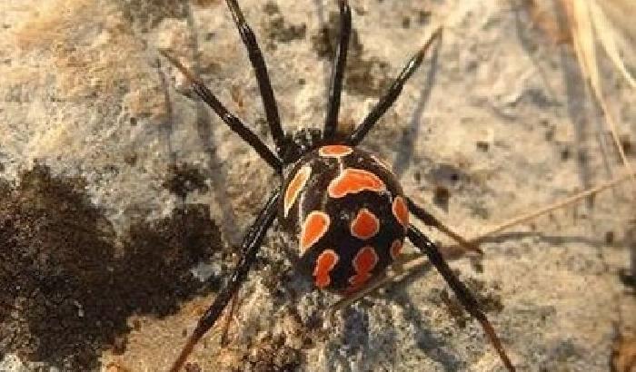 Ragno meglio noto come la ''vedova nera mediterranea'', in sardo conosciuta e temuta con il nome di 'Argia'.