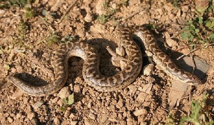 Agrigento, avvistato l'introvabile  Boa delle sabbie