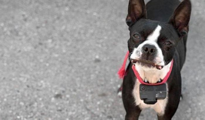 Il collare elettrico per cani