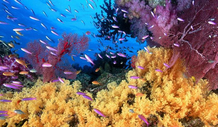 La barriera corallina in Australia