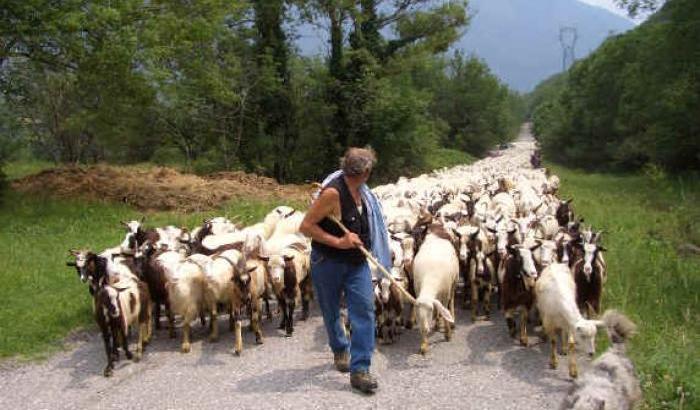 Il furbetto delle capre, cieco totale ma andava a pascolare: denunciato