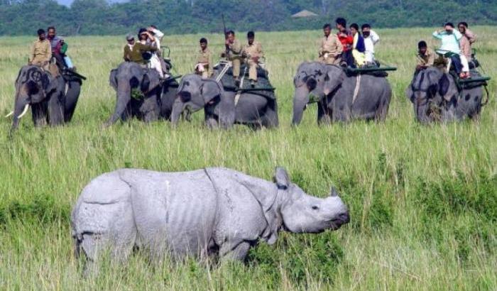 Un rinoceronte nella riserva di Kaziranga