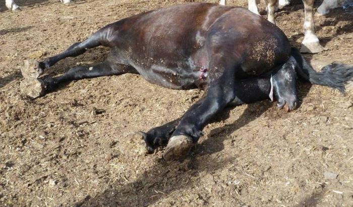 Cavallo legato a un albero sotto al sole muore di fame e di sete