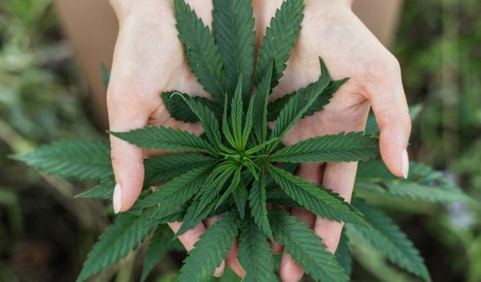 Piantina di marijuana