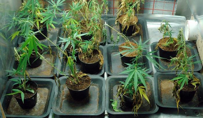 Una serra casalinga di Cannabis