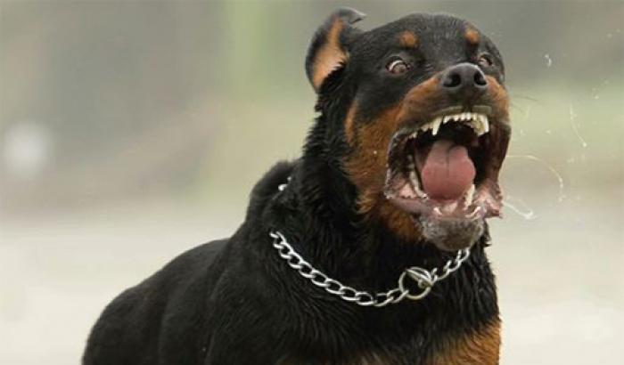 Azzannato da un rottweiler perde entrambe le gambe