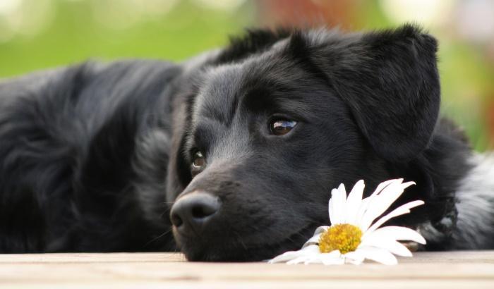 I nostri amici cani hanno una memoria come noi