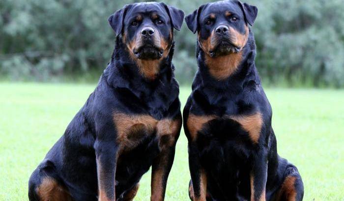 Tragedia in Francia: una bambina di 14 mesi sbranata dal rottweiler di casa