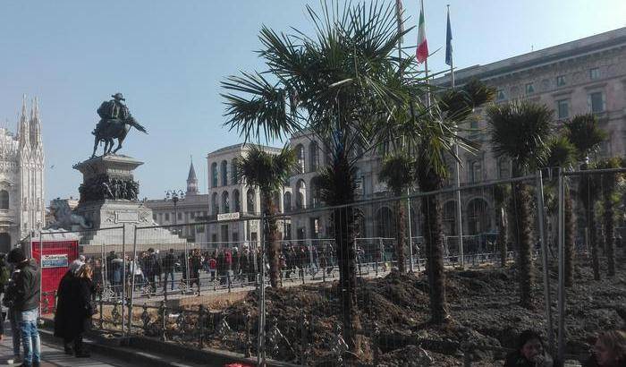 Palme in piazza Duomo