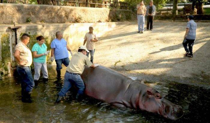 Gustavito l'ippopotamo dello zoo di San Salvador