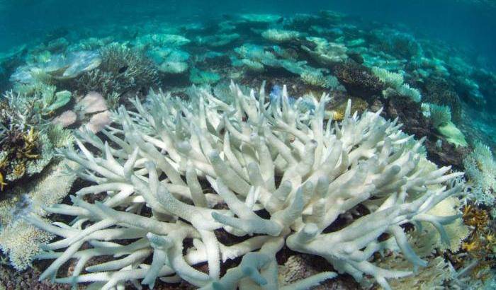 Grande barriera corallina australiana