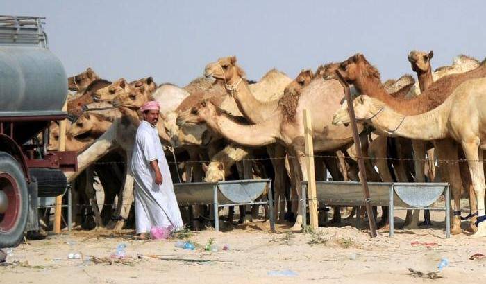 Tutti i cammelli degli allevatori del Qatar espulsi dall'Arabia Saudita