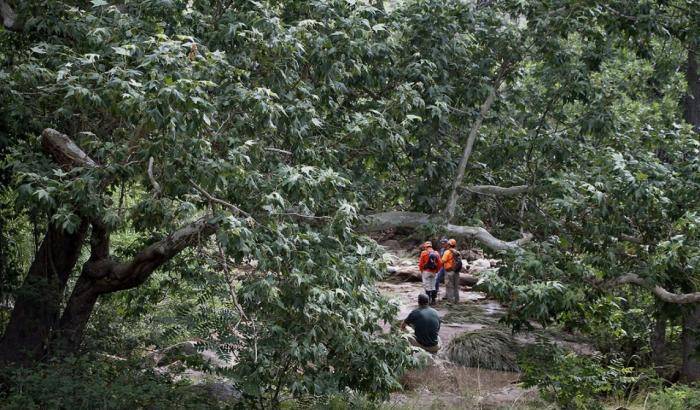 Tempesta nella foresta dell'Arizona: 9 morti, tra cui 5 bambini