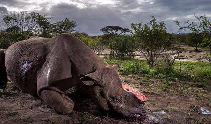 Rinoceronte mutilato