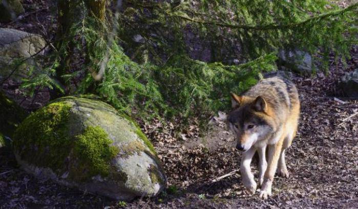 Una turista aggredita da un lupo mentre faceva jogging in una pineta di Otranto