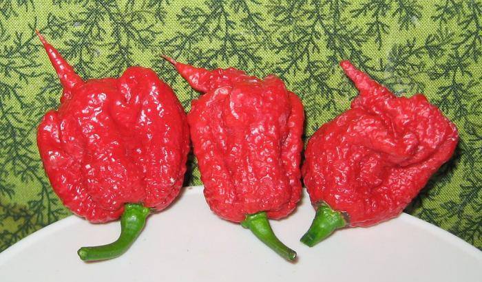 Carolina Reaper