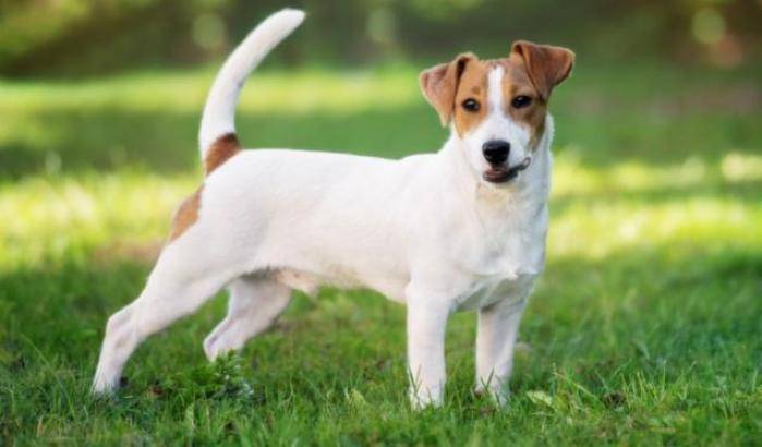 Jack Russel