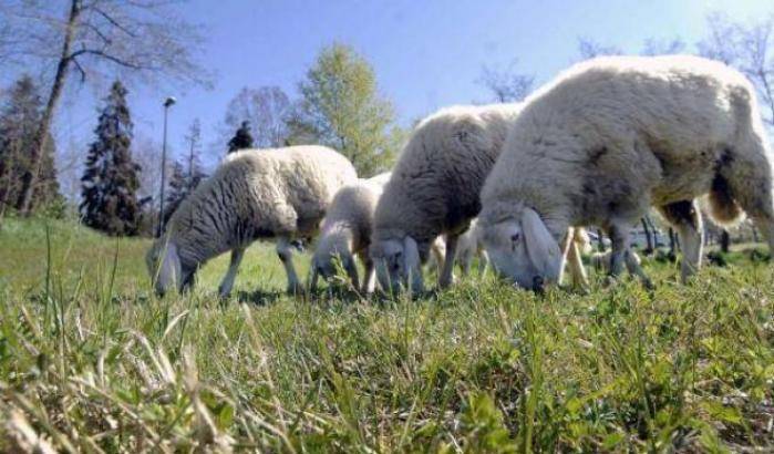 Pecore e capre per pulire i parchi