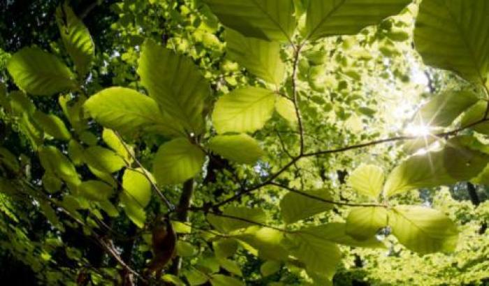 Scoperta una nuova forma di fotosintesi che sfrutta la luce invisibile a infrarossi