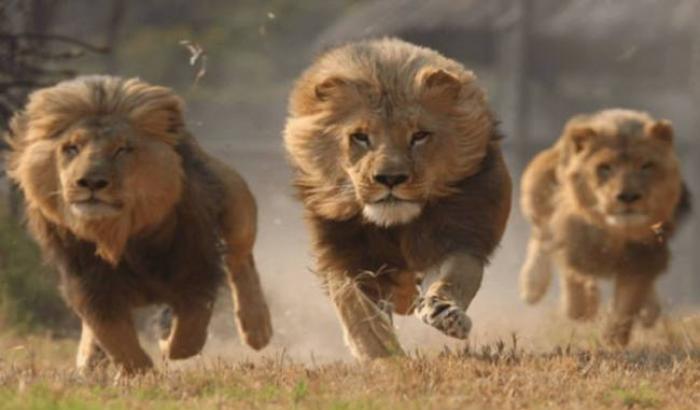 Bracconieri a caccia di rinoceronti in un'area protetta  sbranati dai leoni