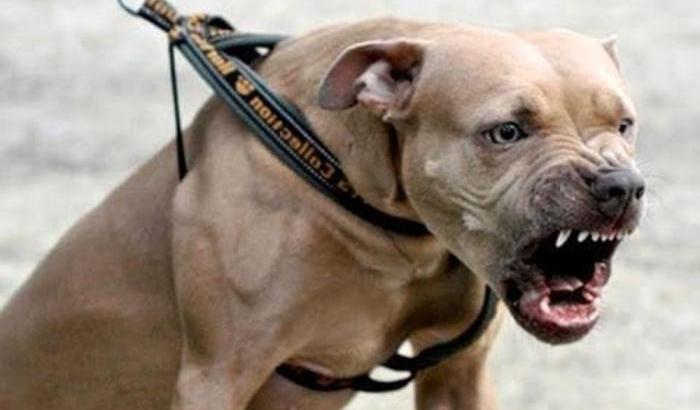 Il suo pitbull gli morde i genitali: per salvarsi uccide il suo stesso cane