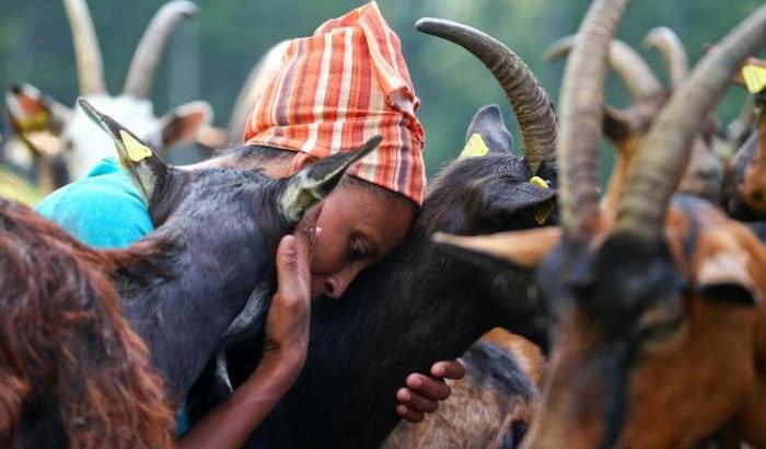 La migrante etiope riporta in vita le colline del Trentino con il belato delle capre