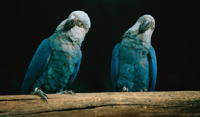 Due are di Spix, i pappagallini blu