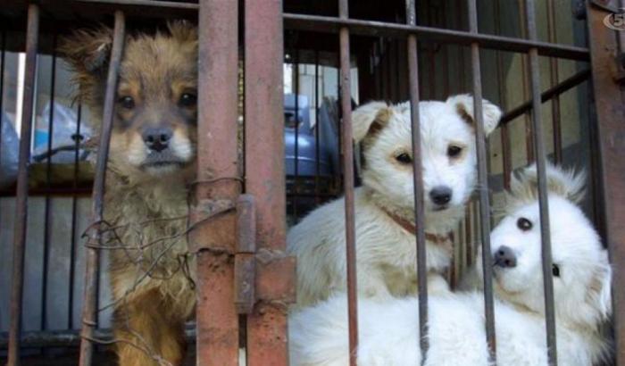 Animali maltrattati al limite della sopravvivenza: scoperto un lager in un deposito illegale in Puglia