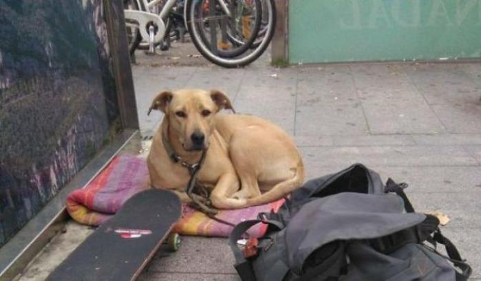 00051514-il-cane-sota Il cane Sota