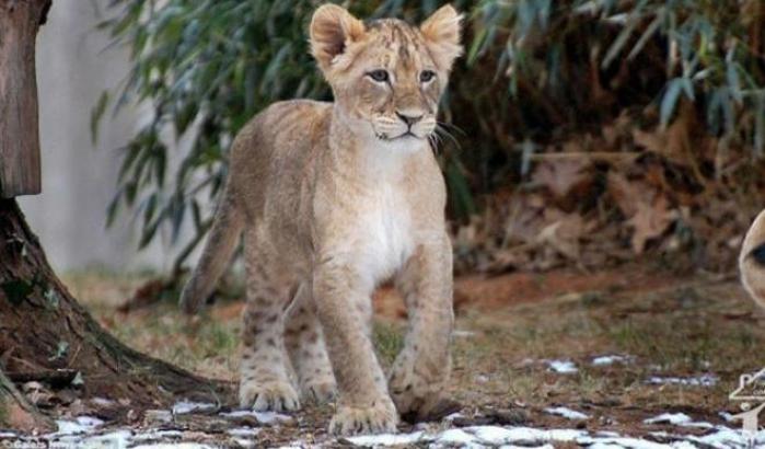 Il leoncino salvo di allontana