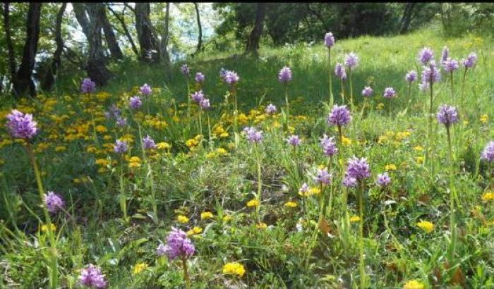 Buone notizie! Arriva la primavera: ecco dove e quando