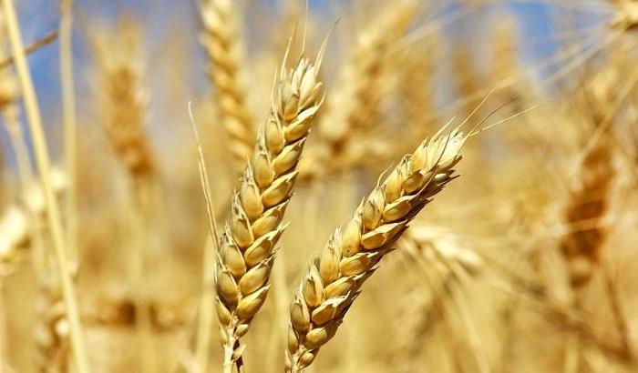 Sapevate che il grano tenero è il primo Ogm della storia dell'umanità?