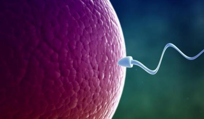 Inseminazione artificiale