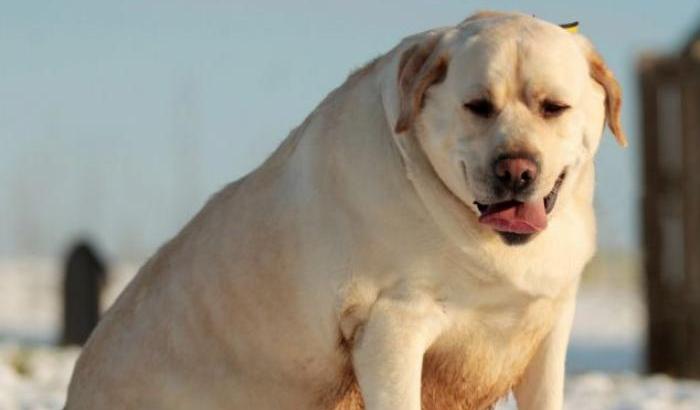 Un labrador obeso