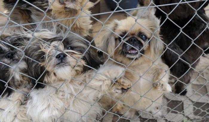 Abbandonata per 4 volte dai padroni, una cagnolina si lascia morire di dolore