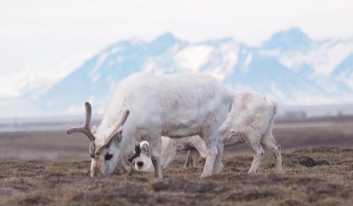 Il riscaldamento globale ha ucciso 200 renne nelle isole Svalbard