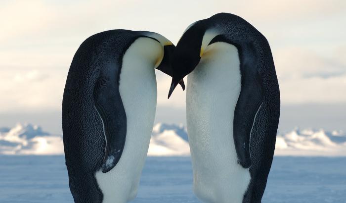 Una famiglia arcobaleno di pinguini allo Zoo: due papà adottano un uovo abbandonato